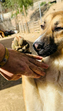 MARGA, Hund, Deutscher Schäferhund-Mix in Spanien - Bild 2