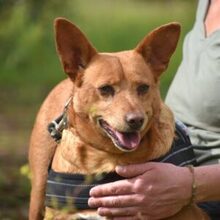 FELIPE, Hund, Podenco in Spanien - Bild 1