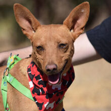 FELIPE, Hund, Podenco in Spanien - Bild 10
