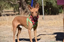 FELIPE, Hund, Podenco in Spanien - Bild 11