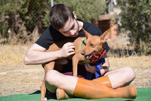 FELIPE, Hund, Podenco in Spanien - Bild 12