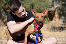 FELIPE, Hund, Podenco in Spanien - Bild 13