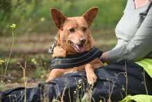 FELIPE, Hund, Podenco in Spanien - Bild 2