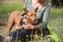 FELIPE, Hund, Podenco in Spanien - Bild 3