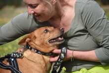 FELIPE, Hund, Podenco in Spanien - Bild 4