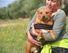 FELIPE, Hund, Podenco in Spanien - Bild 5