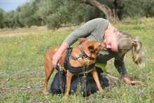 FELIPE, Hund, Podenco in Spanien - Bild 6