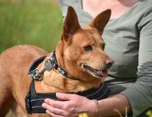 FELIPE, Hund, Podenco in Spanien - Bild 7
