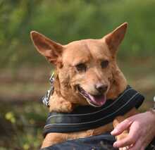 FELIPE, Hund, Podenco in Spanien - Bild 9