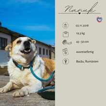 NANUK, Hund, Mischlingshund in Rumänien - Bild 1