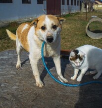 NANUK, Hund, Mischlingshund in Rumänien - Bild 3