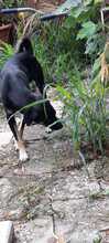 ZICCO, Hund, Mischlingshund in Karlsruhe - Bild 13
