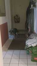 ZICCO, Hund, Mischlingshund in Karlsruhe - Bild 14