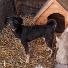 ZICCO, Hund, Mischlingshund in Karlsruhe - Bild 16