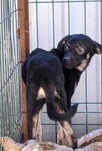 ZICCO, Hund, Mischlingshund in Karlsruhe - Bild 17