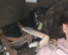 ZICCO, Hund, Mischlingshund in Karlsruhe - Bild 18