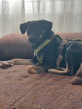 ZICCO, Hund, Mischlingshund in Karlsruhe - Bild 19