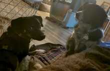 ZICCO, Hund, Mischlingshund in Karlsruhe - Bild 20