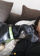 ZICCO, Hund, Mischlingshund in Karlsruhe - Bild 21