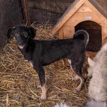 ZICCO, Hund, Mischlingshund in Karlsruhe - Bild 6