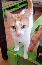 JORIS, Katze, Europäisch Kurzhaar in Spanien - Bild 6