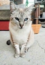 GATO, Katze, Siamkatze in Spanien - Bild 6