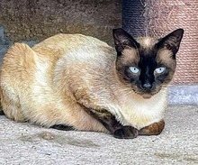 ISIDORO, Katze, Siamkatze in Spanien - Bild 7