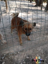 BUFFY, Hund, Mischlingshund in Portugal