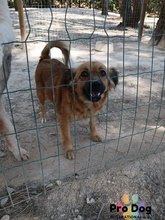 BUFFY, Hund, Mischlingshund in Portugal - Bild 2