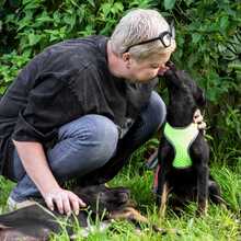 TYTSCH, Hund, Mischlingshund in Russische Föderation - Bild 3