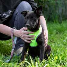 TYTSCH, Hund, Mischlingshund in Russische Föderation - Bild 4