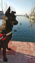 JACKELI, Hund, Mischlingshund in Spanien - Bild 2