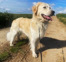 TOBIA, Hund, Mischlingshund in Hanau