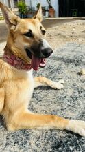 NINA, Hund, Deutscher Schäferhund-Mix in Spanien - Bild 2