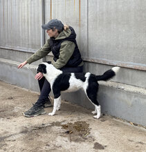 PINOT, Hund, Mischlingshund in Ungarn - Bild 3