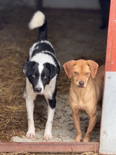 PINOT, Hund, Mischlingshund in Ungarn - Bild 4