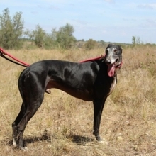 PEPPERONI, Hund, Galgo Español in Spanien - Bild 2