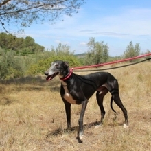 PEPPERONI, Hund, Galgo Español in Spanien - Bild 3