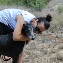 PEPPERONI, Hund, Galgo Español in Spanien - Bild 4