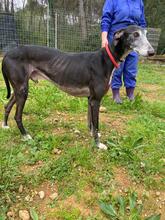 PEPPERONI, Hund, Galgo Español in Spanien - Bild 5