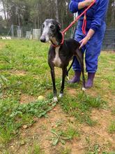 PEPPERONI, Hund, Galgo Español in Spanien - Bild 6