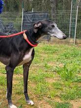 PEPPERONI, Hund, Galgo Español in Spanien - Bild 7
