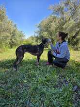 PEPPERONI, Hund, Galgo Español in Spanien - Bild 8