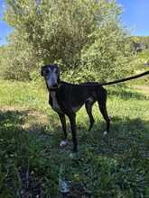 PEPPERONI, Hund, Galgo Español in Spanien - Bild 9