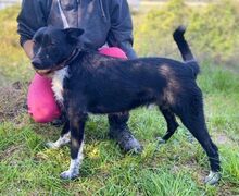 ETHAN, Hund, Mischlingshund in Slowakische Republik - Bild 3