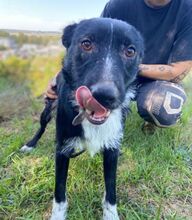 ETHAN, Hund, Mischlingshund in Slowakische Republik - Bild 7