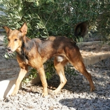 SONY, Hund, Mischlingshund in Spanien - Bild 4