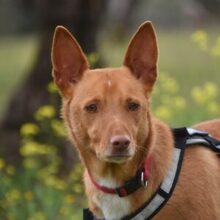 RINGO, Hund, Podenco in Spanien - Bild 1