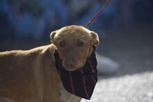 RINGO, Hund, Podenco in Spanien - Bild 10