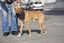 RINGO, Hund, Podenco in Spanien - Bild 11